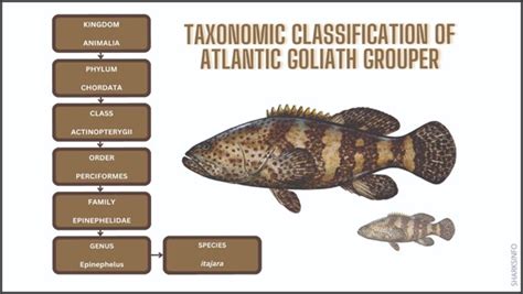 Atlantic Goliath Grouper Facts & Information Guide - sharksinfo.com