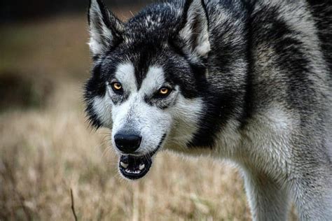 Husky Wolf Mix (Wolf Dog): Owner's Guide