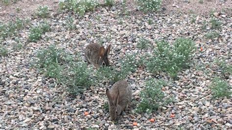 Bunnies eating carrots - YouTube