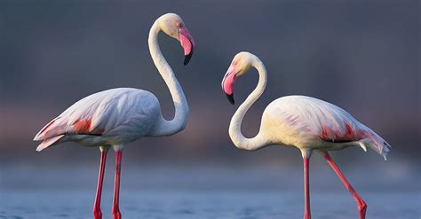 The How & Why of White Flamingos