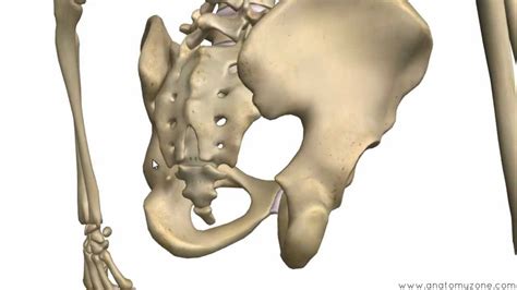 [DIAGRAM] Femur And Pelvic Bones Diagram - MYDIAGRAM.ONLINE