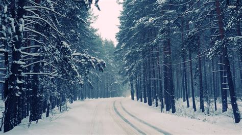 Winter Forest Wallpaper (62+ images)