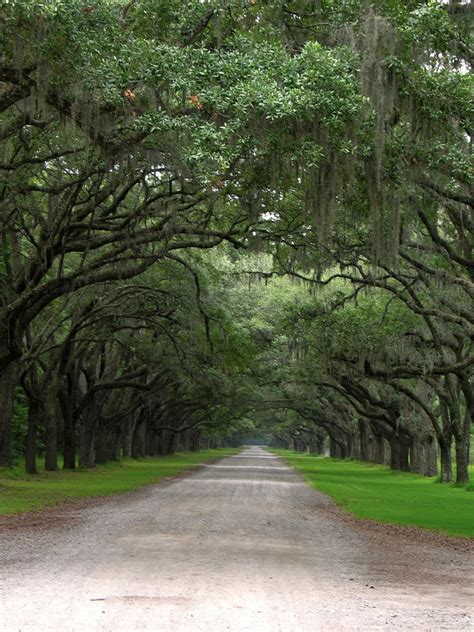 Wormsloe - Forrest Gump by robicus on DeviantArt