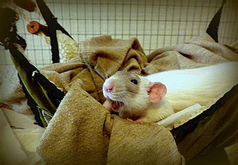 pet rat hammock | About Pet Rats