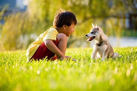 66,800+ Child Playing With Dog Stock Photos, Pictures & Royalty-Free ...