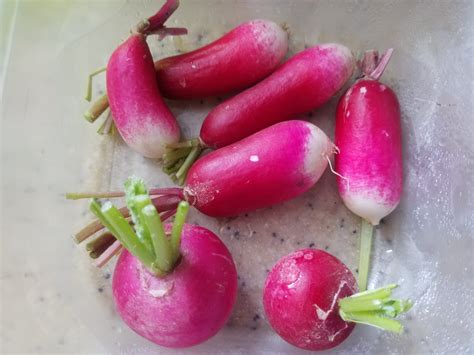 Types of Radishes – Crazy for Gardening