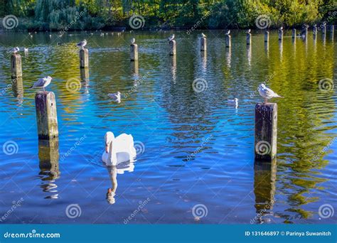 Swans Swimming in the Serpentine Lake in Hyde Park, England Stock Image - Image of autumn ...