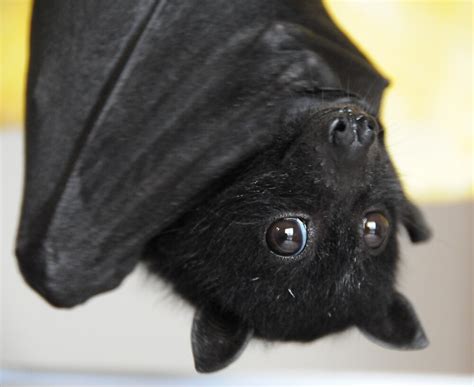 "Australian Infant Black Fruit Bat" by ivanwillsau | Redbubble