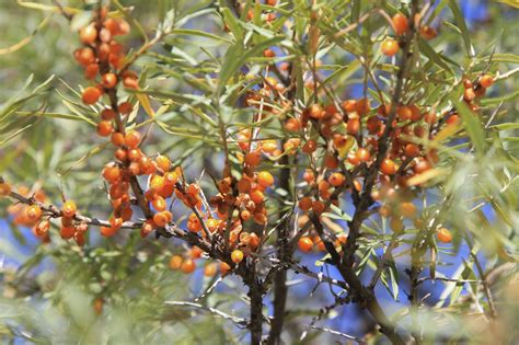 Sea Buckthorn Information: Tips On Growing Sea Buckthorn PlantsSea ...