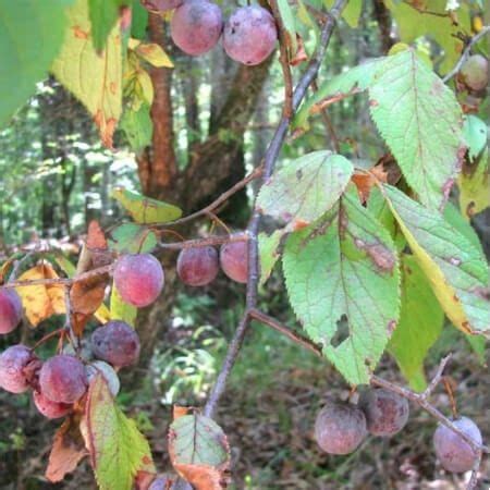 Wild Plum - All 15 wild plum trees of North America