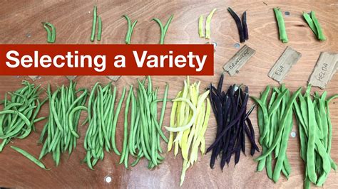 Selecting a Climbing Bean Variety - YouTube