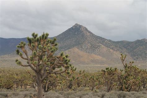 Vegetation, Chaparral, Shrubland, Ecosystem Picture. Image: 131164938