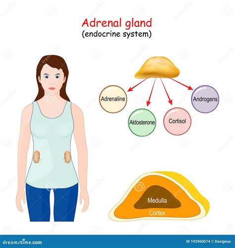 Adrenal Gland. Structure, Location, And Function Of The Suprarenal ...