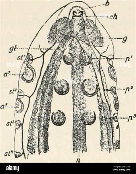 Ant head anatomy hi-res stock photography and images - Alamy