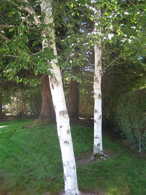 Trees of Santa Cruz County: Betula papyrifera - Paperbark Birch