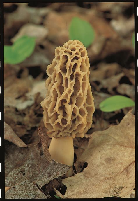 West Michigan Weekly: Morel Mushroom Hunting Season is Hot in Benzie County, Michigan