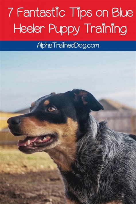 7 Fantastic Tips on Blue Heeler Puppy Training - Alpha Trained Dog