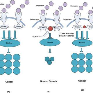 EGFR Tyrosine kinase domain inhibition mechanism (A) The overexpression... | Download Scientific ...