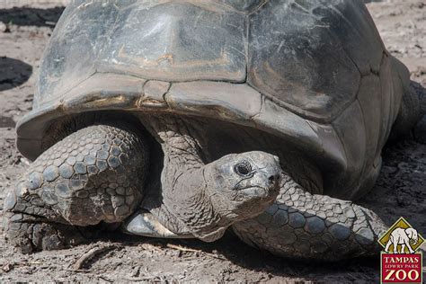 Aldabra Giant Tortoise - ZooTampa at Lowry Park