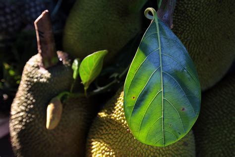 Jackfruit Tree: Plant Care & Growing Guide