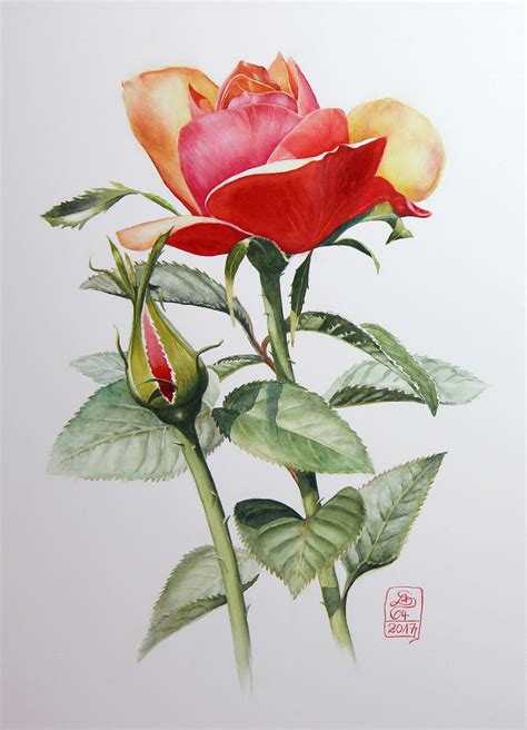 Watercolour Botanical Painting with Susanne Absolon - Jackson's Art Blog