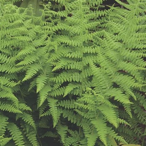 Eastern Hay-Scented Fern - Grown By Overdevest