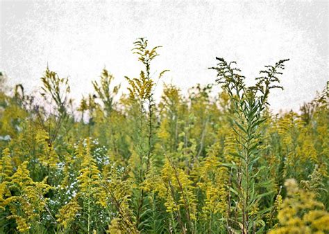 Goldenrod Field Photograph by Mary Pille - Fine Art America