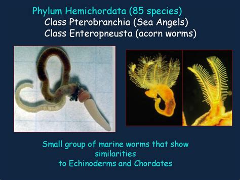 Phylum Hemichordata Characteristics Classification Examples