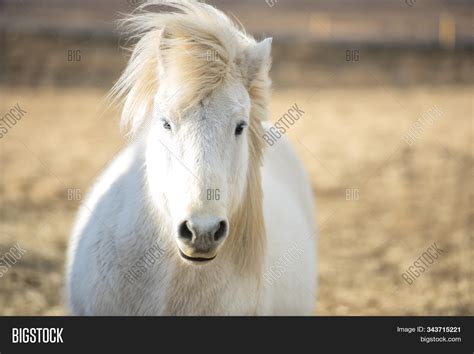 Icelandic Horse Breed Image & Photo (Free Trial) | Bigstock