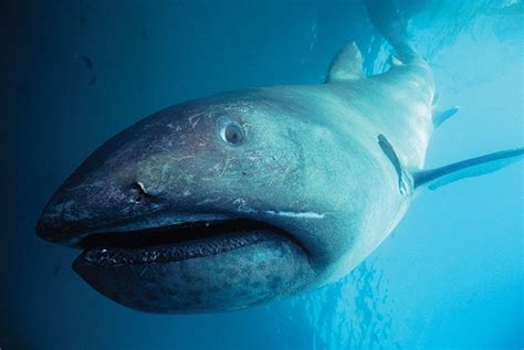 12 Elusive Megamouth Shark Facts - Fact Animal