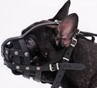 Leather Dog Muzzle for English Bull Terrier - Custom Dog Muzzle [M11 ...