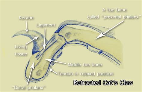 Cat Claw Anatomy Facts For Kids – Michael Broad