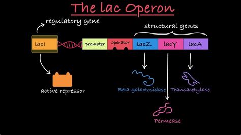 Genetics Part 15 (Lac Operon)#NEET #NCERT #BIOLOGY - YouTube