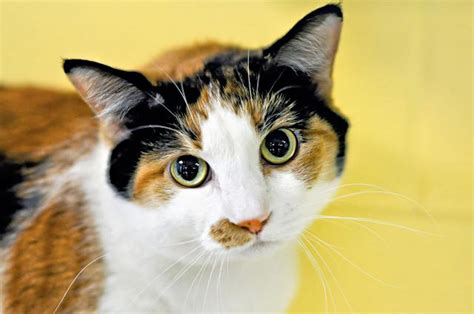 10 Fun Facts about Calico Cats - Cat Food Advisor