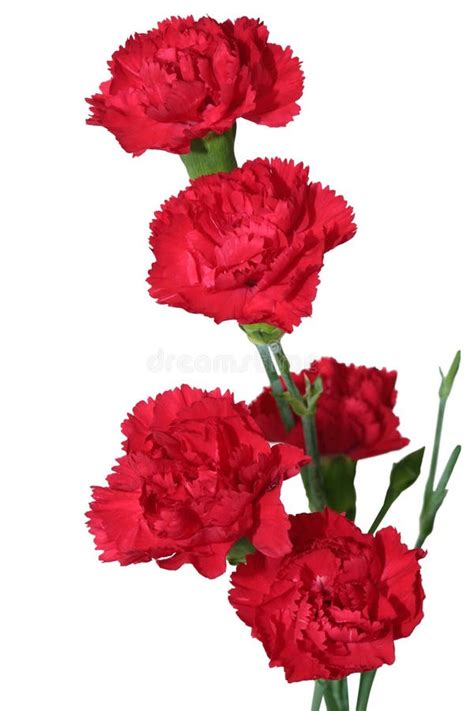 Red Carnation stock image. Image of green, image, pretty - 13381497