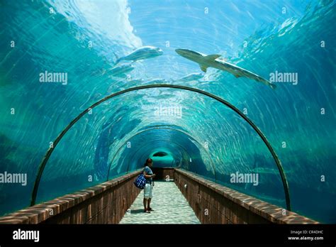 Bahamas, New Providence, Nassau, Paradise Island, giant aquarium of Atlantis hotel conceived by ...