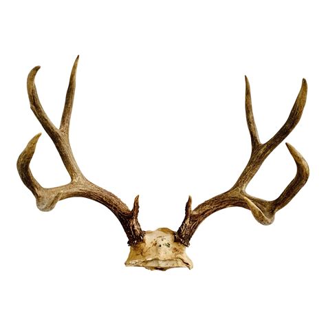 Vintage Mid Century Five Point Whitetail Deer Antlers | Chairish