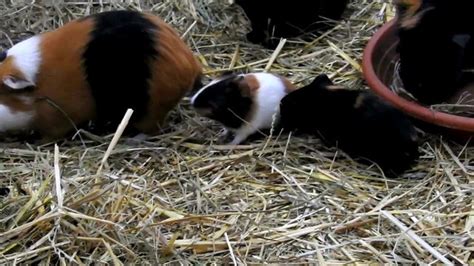 Pregnancy in Guinea Pigs