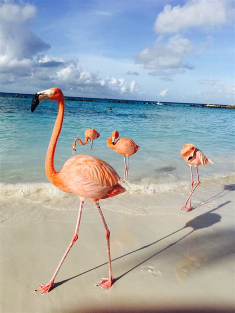 Renaissance island, Aruba | Flamingo pictures, Flamingo wallpaper, Beach scene