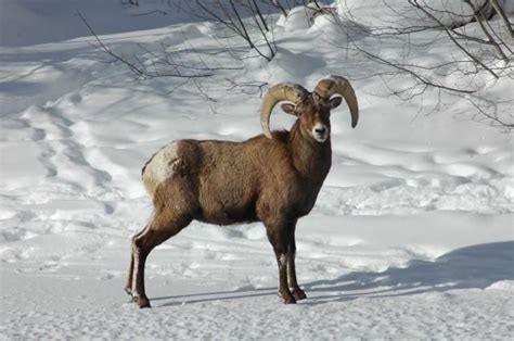 Colorado's state mammal, the bighorn sheep stops for a look Colorado Snow, State Of Colorado ...