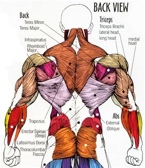 Labeled Diagram Of Back Muscles