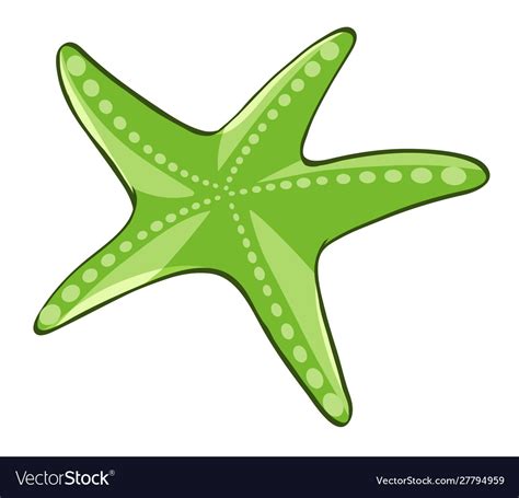 Green starfish on white background Royalty Free Vector Image