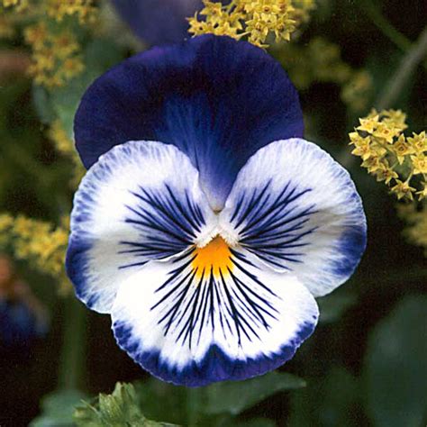 flowers for flower lovers.: Pansy flowers pictures.