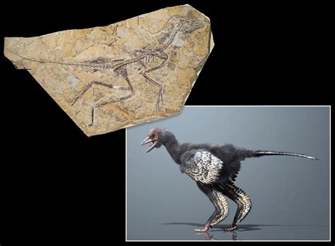 Bird Fossils