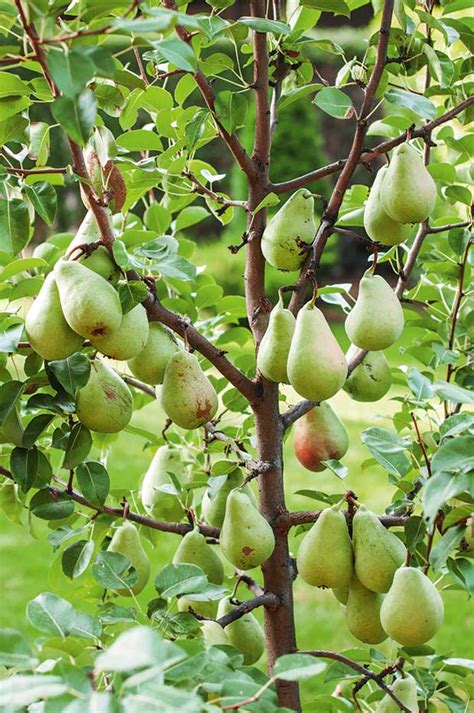 8 tricks to successful pear growing