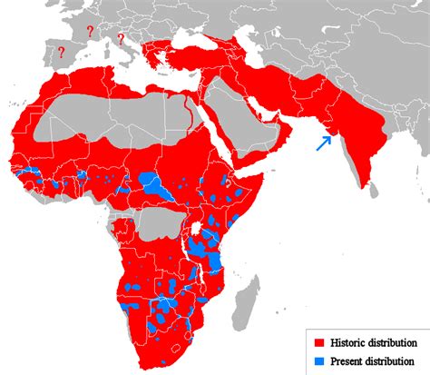 Historic vs Present Geographical Distribution of Lions - Brilliant Maps