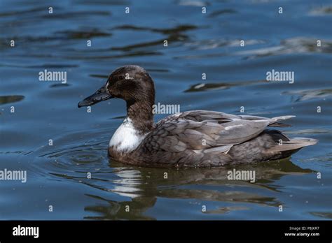 Female Manky Mallard duck Stock Photo - Alamy