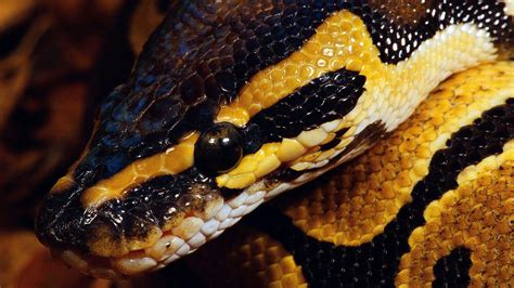 Python Snake Wallpapers Top Free Python Snake Backgrounds | The Best Porn Website