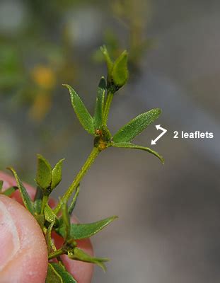 Larrea tridentata | Landscape Plants | Oregon State University