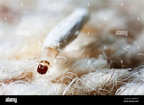 Carpet or Common clothes Moth Larvae Tineola bisselliella Stock Photo - Alamy